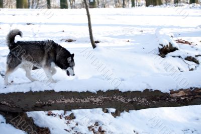 Crossbreed Huskey Malamut in the snow sniffing Crossbreed Huskey Malamut in the snow sniffing