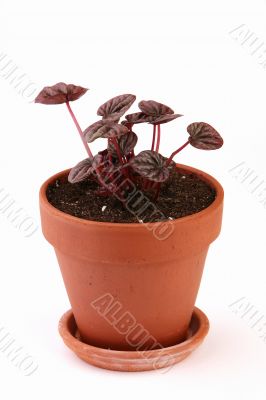Peperomia caperata