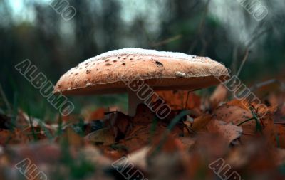 A fly agaric at autumn