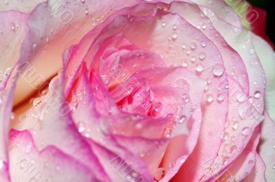 Close up of the pink rose petals