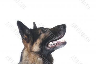 dog closeup on white