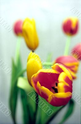 Red-yellow tulip on soft background Red-yellow tulip on soft background