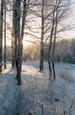 January day in the forest January day in the forest