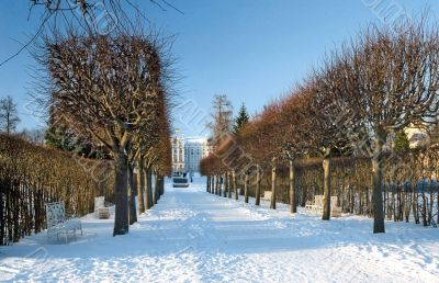 Lines of winter trees Lines of winter trees