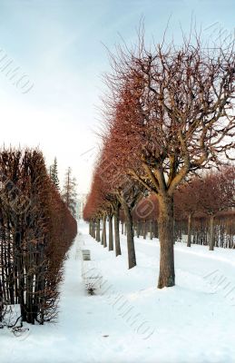 Red colors of winter trees Red colors of winter trees