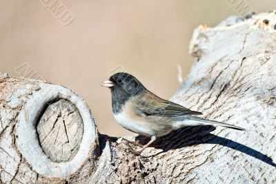 Dark-Eyed Junco