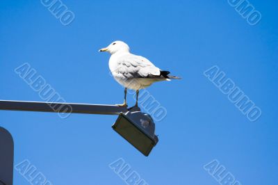 seagull at the light