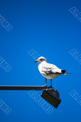 seagull at the light