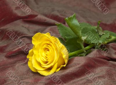 yellow rose