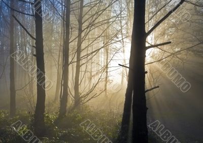 sun rays in the forest