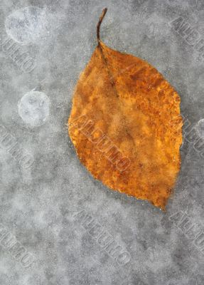 frozen leaf