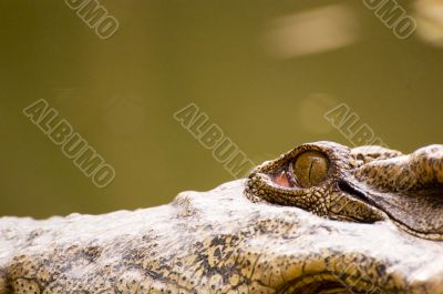 Crocodile Eyes