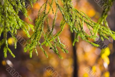 Fir-tree branches