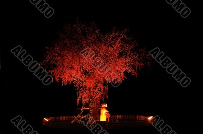 red chinese tree