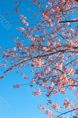 Sakura and Vivid Blue Sky