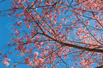 Sakura and Vivid Blue Sky