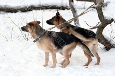 A pair of german shepherd. Danger