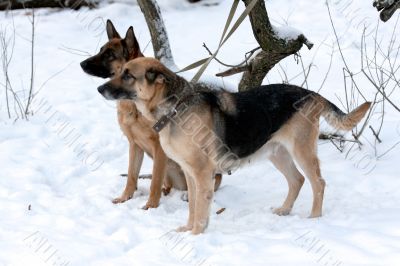 A pair of german shepherd looking for the owner