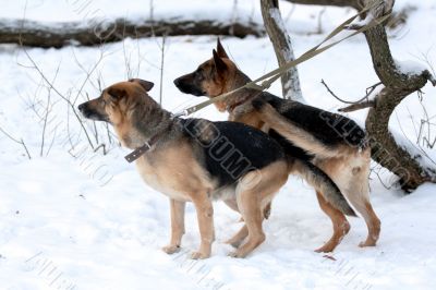 A pair on German shepherd