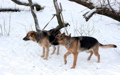 A pair on german shepherd on a leash