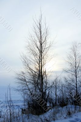 Tatarstan. A birch at winter