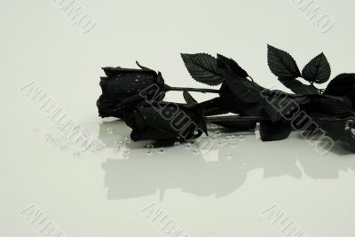 Black Rose