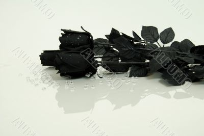 Black Rose reflection