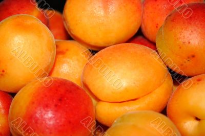 ripe apricot