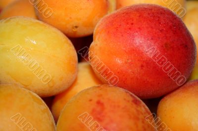 ripe apricot