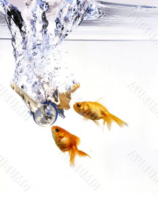 Golden fishes Golden fishes