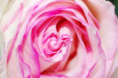 Close up of the pink rose petals