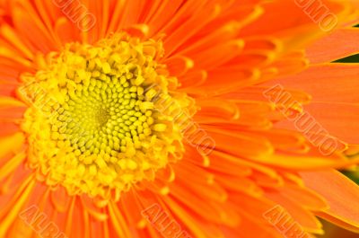 Orange marguerite