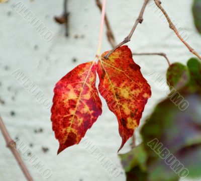 Details of leaf Details of leaf