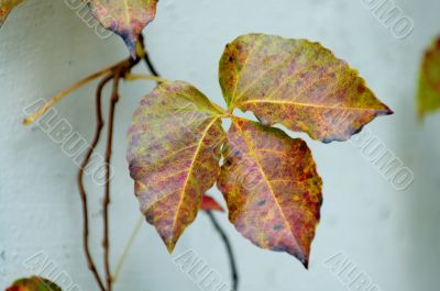Details of leaf