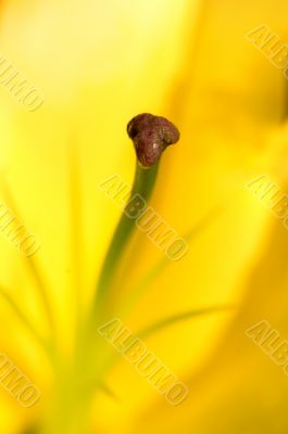 Stamen of yellow Lily Stamen of yellow Lily