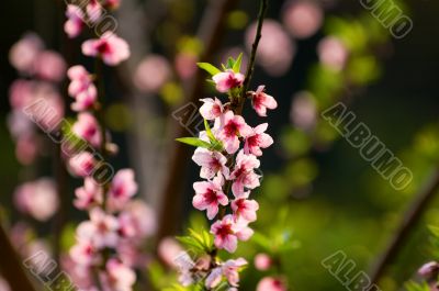 Wild cherry tree in blossom Wild cherry tree in blossom