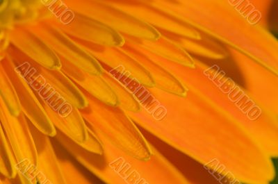 Petal of orange marguerite