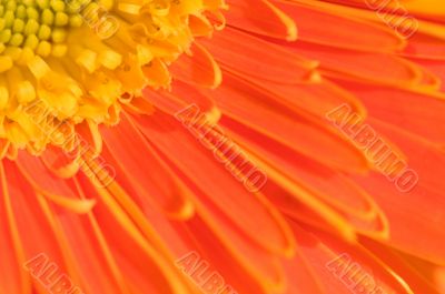 Orange marguerite