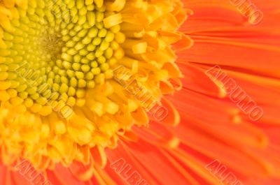 Orange marguerite