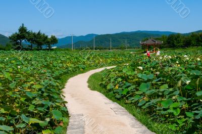 Lotus pond