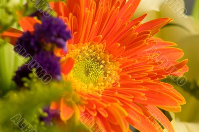 Orange marguerite