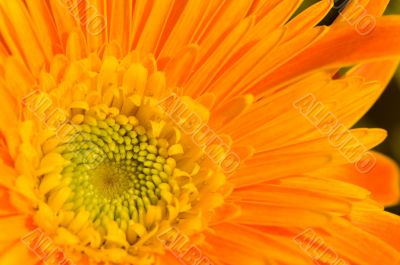 Orange marguerite