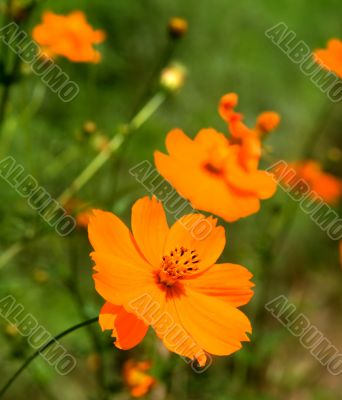 Orange marguerite