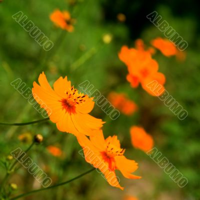 Orange marguerite