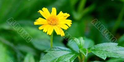 Yellow marguerite