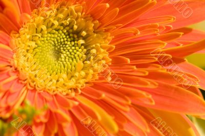 Orange marguerite