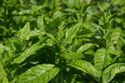 Spearmint Spearmint