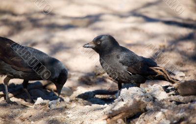 Two jackdaws