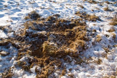 Traces of a wild boar