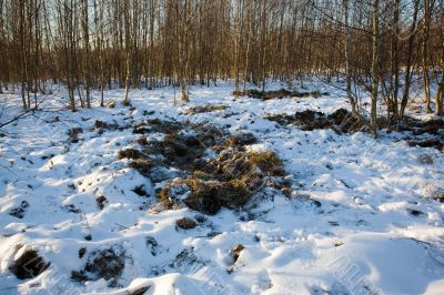 Traces of a wild boar